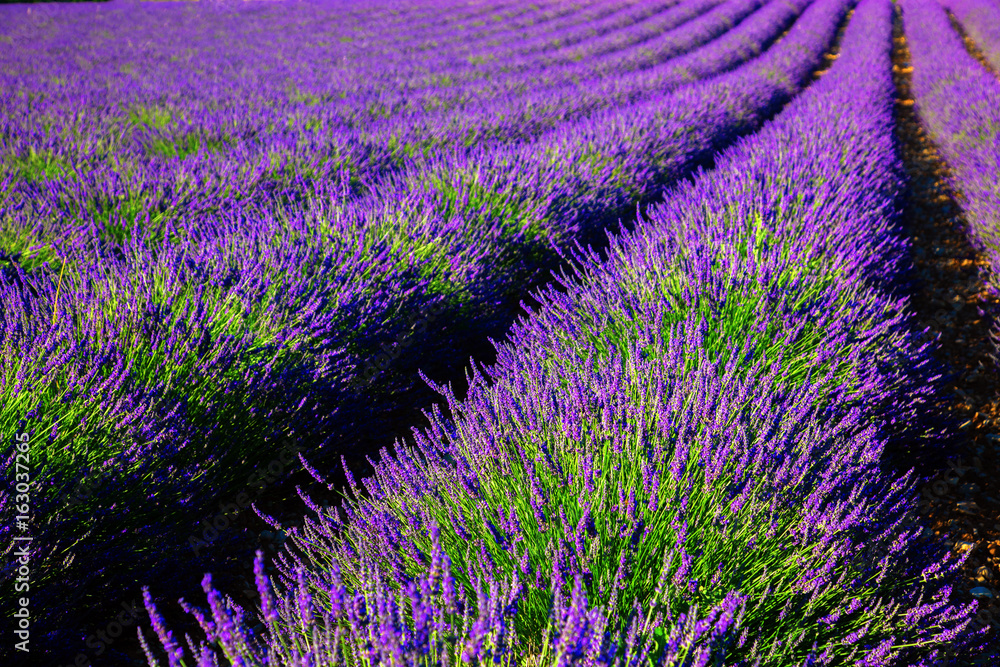 Blooming lavender field. France, Provence