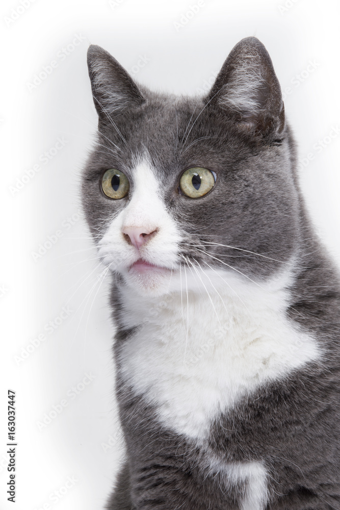 A stunning cat staring into the distance isolated against a clear white background.