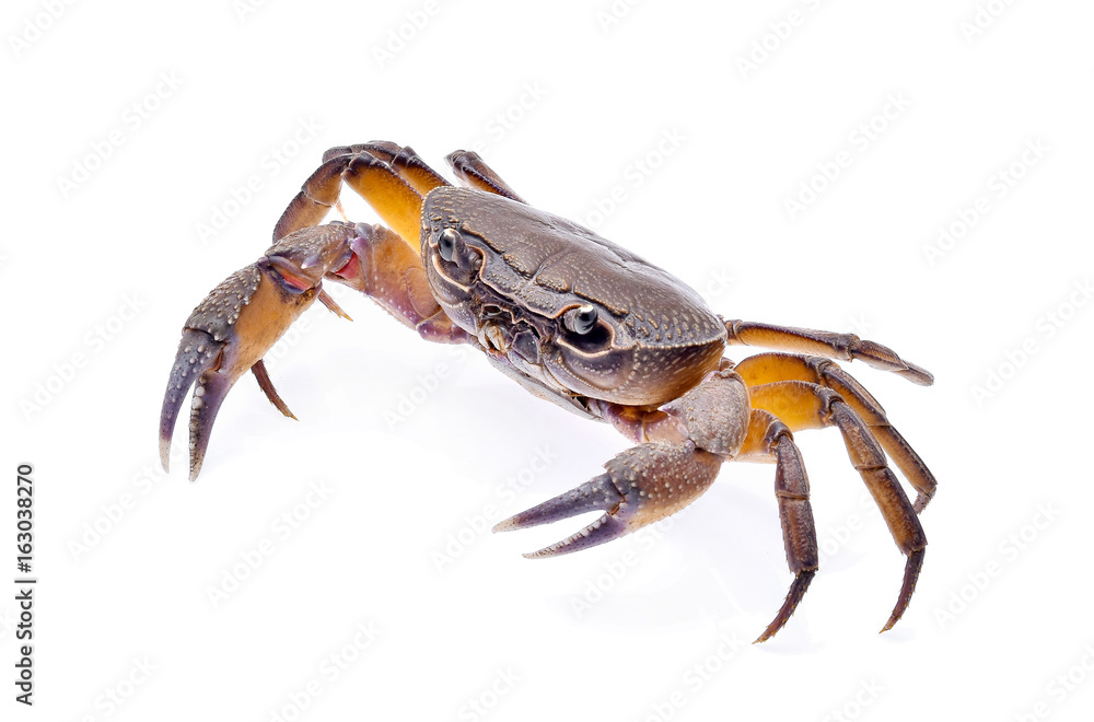 fiddler crab isolated on white background