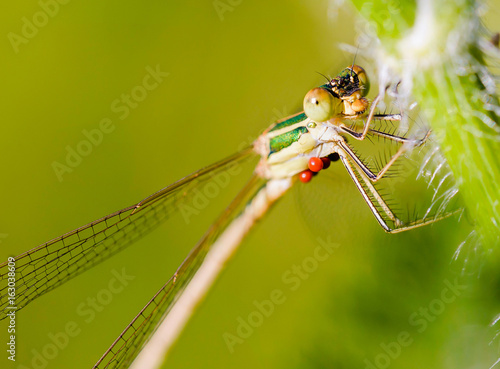 Female of Lestes barbarus damselfly, also known as southern emerald damselfly, shy emerald damselfly, and migrant spreadwing. Red Hydrachnidia parasites are attached under the body of the insect photo