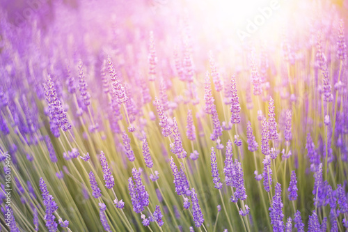 Sunset over a violet lavender field in Provence  France