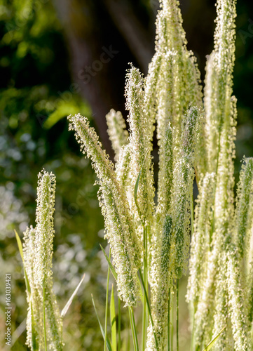 Phleum pratense plant, also known as Timothy-grass, timothy, meadow cat's-tail or common cat's tail, close to the Dnieper river in Kiev, Ukraine
