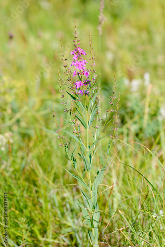Pink Lythrum virgatum flowers also known as European wand loosestrife, growing in the meadows close to the Dnieper river in Kiev, Ukraine