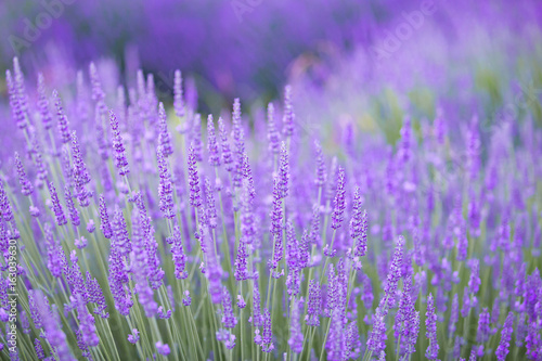 Sunset over a violet lavender field in Provence, France