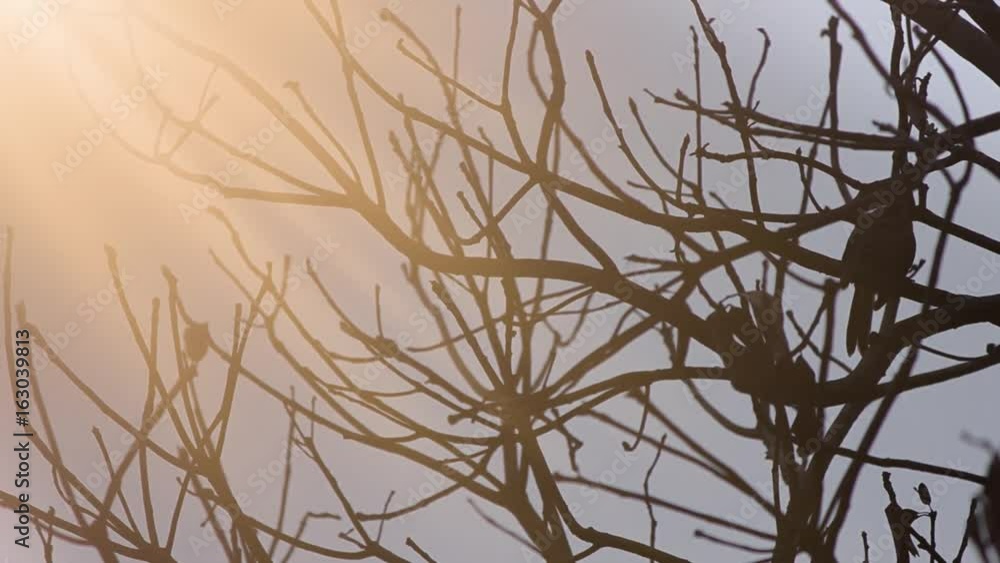 Wren on a dry tree with evening sky Wren on a dry tree with evening sky