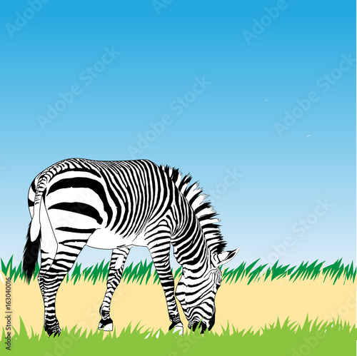 Vector zebra illustration