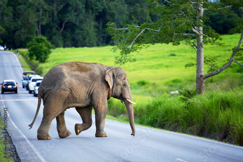 The young elephant crossing the road