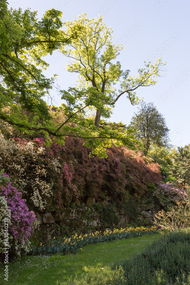 Fototapeta premium Mur fleuri, arbre et plantes grimpantes