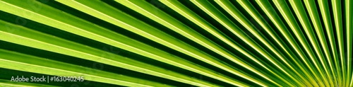 Close up of a fan shaped Palm leaf