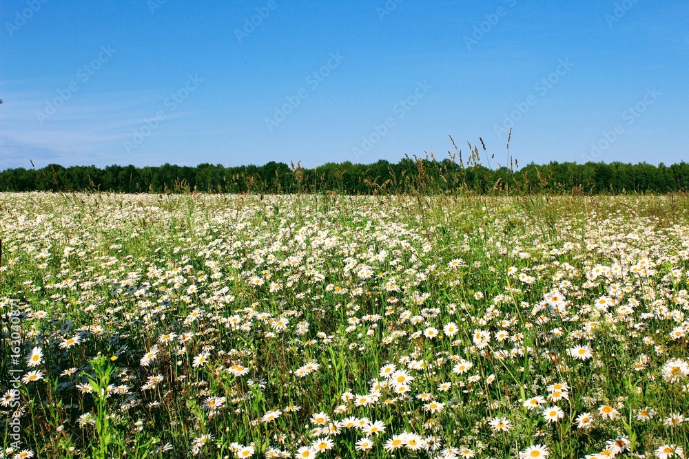 Endless field of chamomile that stretches beyond the horizon.
