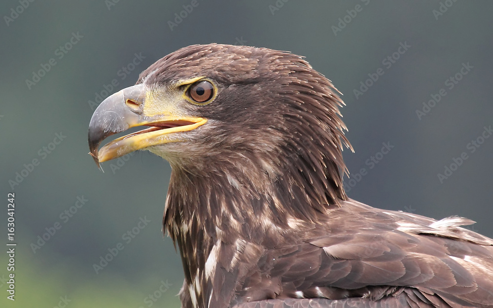 Obraz premium Eagle, Vancouver, Canada