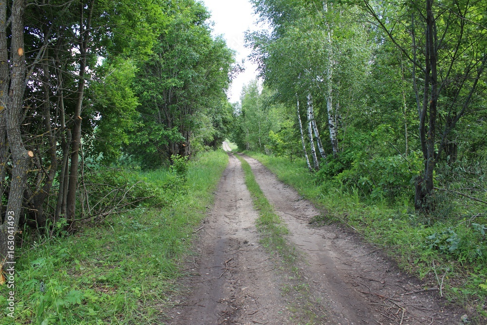 A dirt road running through the forest. The road is surrounded by green trees. A dirt road running through the forest. The road is surrounded by green trees.