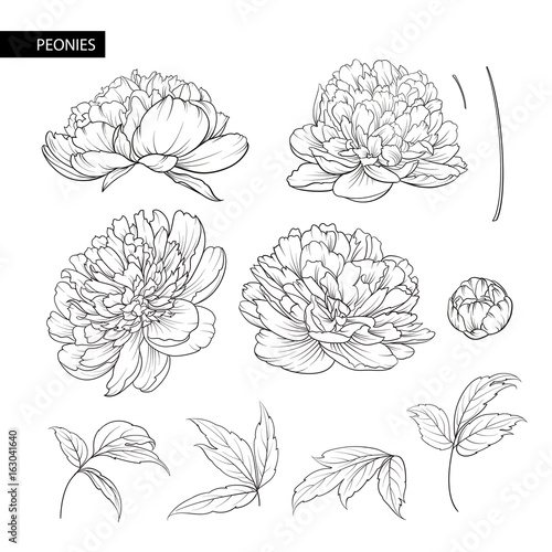 Set of peony flowers contour elements. Botanical illustration. Collection of peonies on a white background. Vector illustration bundle.