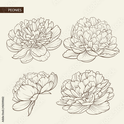 Set of peony flowers contour elements. Botanical illustration. Collection of peonies on a white background. Vector illustration bundle.