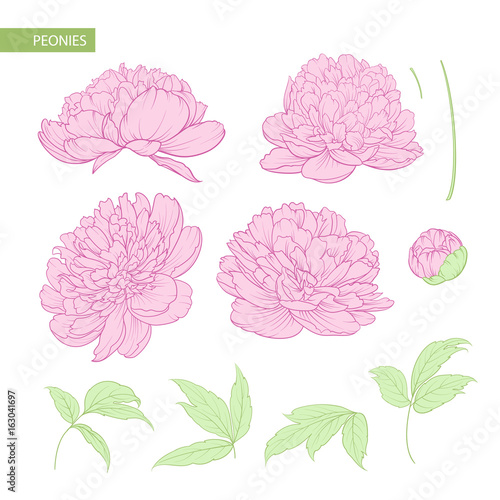 Set of peony flowers flat colored elements. Botanical illustration. Collection of peonies on a white background. Vector illustration bundle.