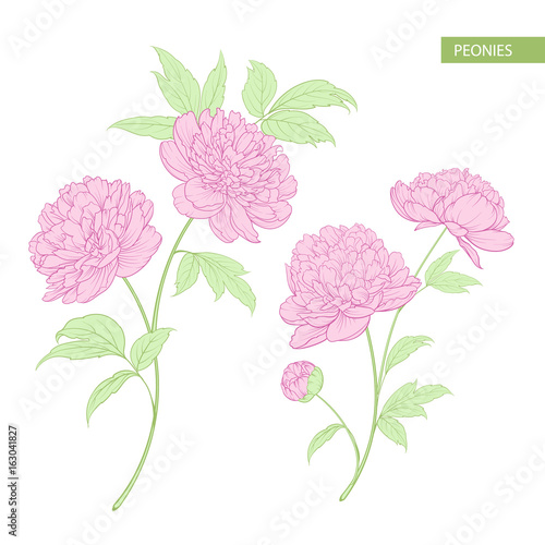 Set of peony flowers elements. Botanical illustration. Collection of peonies on a white background. Vector illustration bundle.