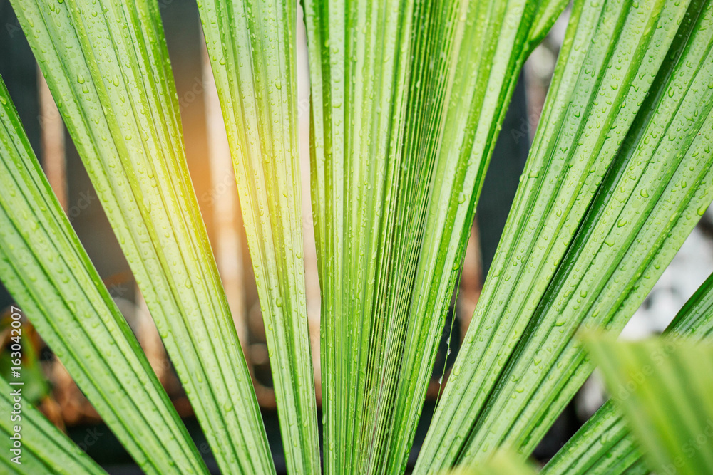 Palm leaves after rain. Palm leaves after rain.