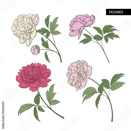Set of peony flowers elements. Botanical illustration. Collection of peonies on a white background. Vector illustration bundle.