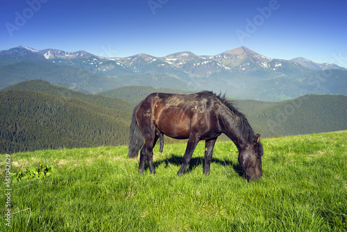 Wild horses in the Carpathians