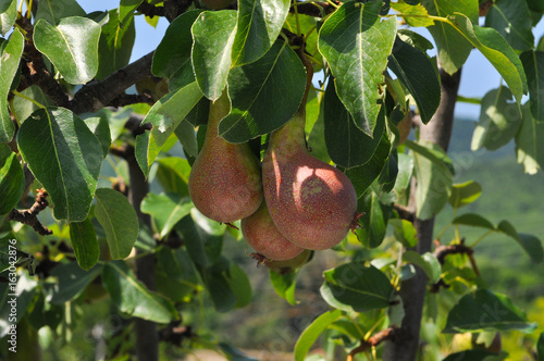 Tasty young pear hanging on a tree. First tastes of pears in summer