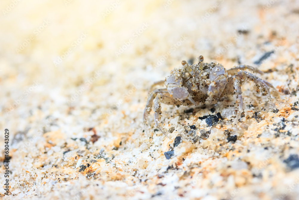 Ghost Crab (Ocypode quadrata) Ghost Crab (Ocypode quadrata)