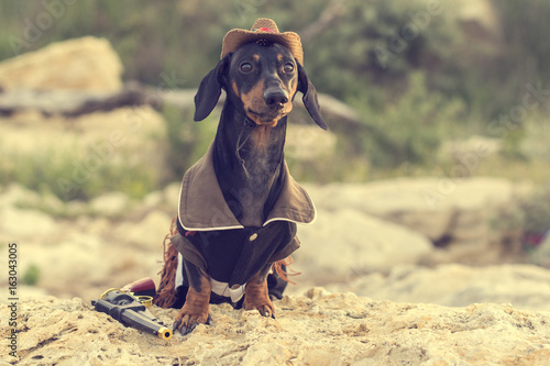 Horizontal portrait of a dog (puppy), breed dachshund black and tan, in a cowboy costume sits on a stone against a background of green hills