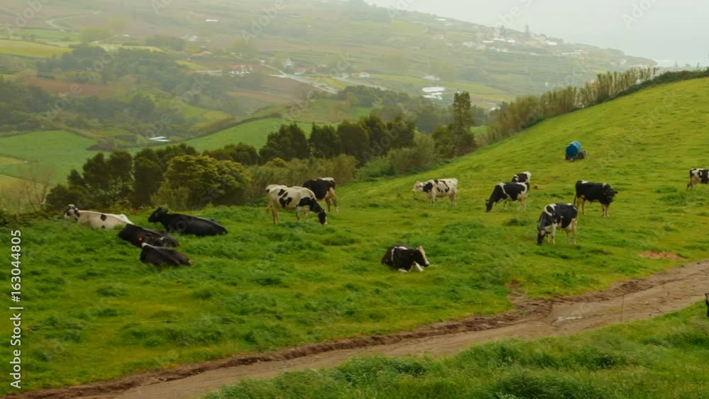 Telephoto shot of grazing cows in Vila Franca do Campo, Sao Miguel, The Azores, Portugal Telephoto shot of grazing cows in Vila Franca do Campo, Sao Miguel, The Azores, Portugal