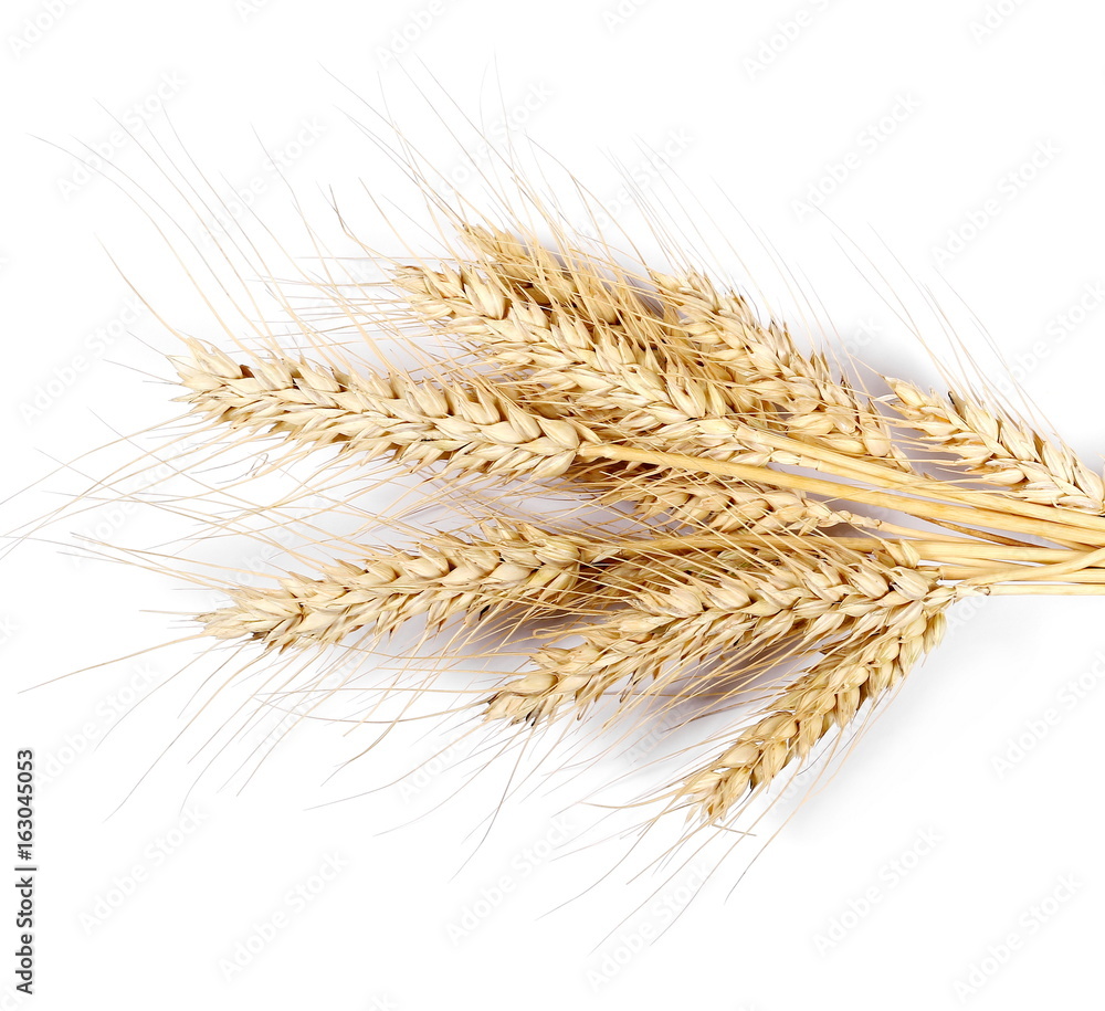 Ears of wheat isolated on white background, top view Ears of wheat isolated on white background, top view
