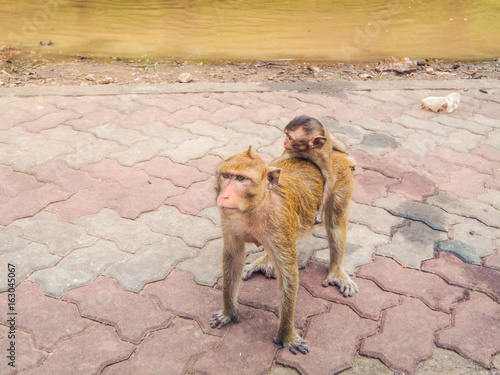 Monkey is playing water gayly