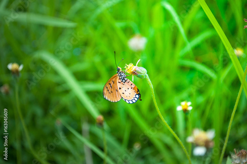 Small orange butterfly