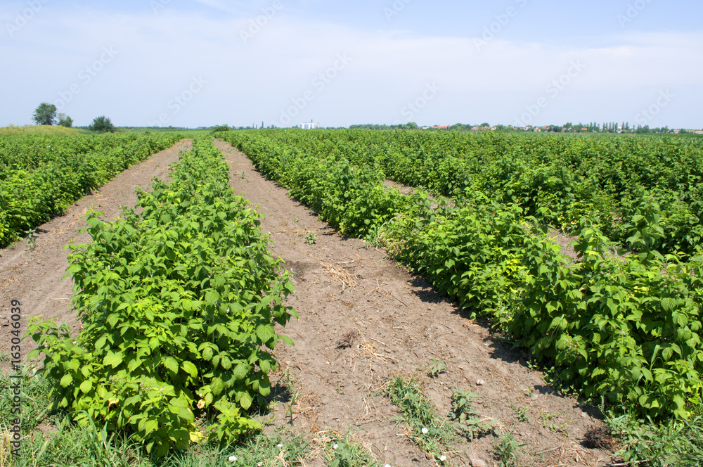 Healthy raspberry plantation in the stage of flowering during the sunny day in Vojvodina, Serbia