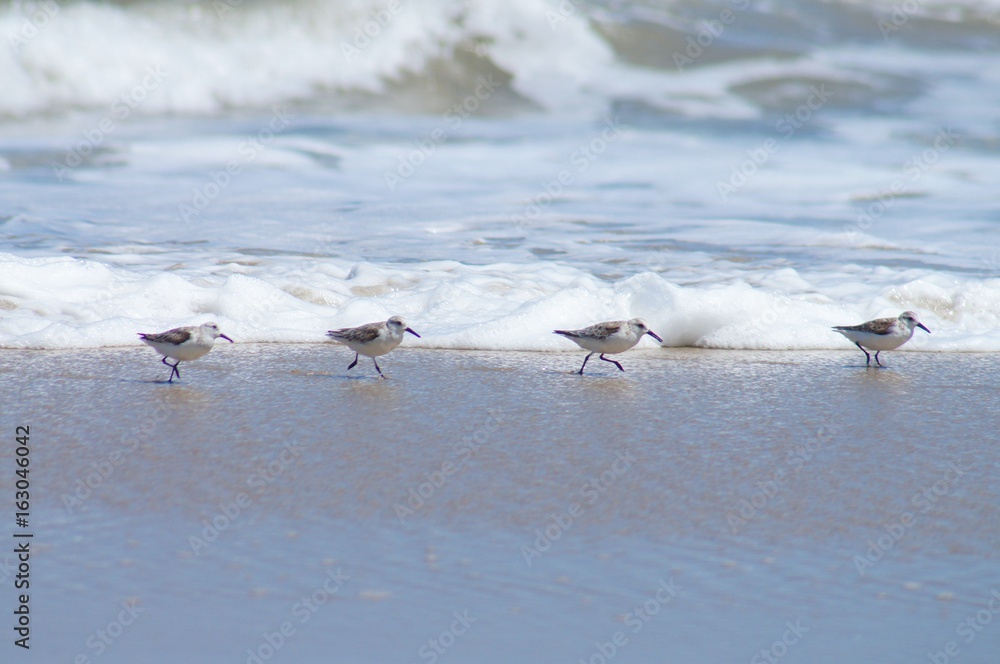 Seagulls and Sandpipers Roaming the Beaches of the Outer Banks of North Carolina Seagulls and Sandpipers Roaming the Beaches of the Outer Banks of North Carolina