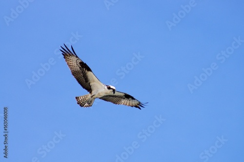 Osprey Soaring High in the Outer Banks of North Carolina Skies © Debbie