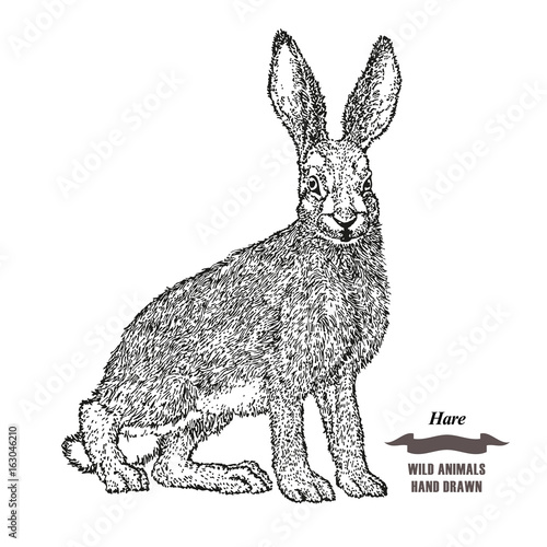 Forest animal hare or rabbit. Hand drawn black ink sketch on white background. Vector illustration engraving style.
