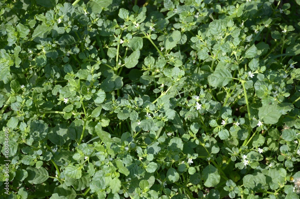 Obraz premium Trianthema portulacastrum plant in nature garden