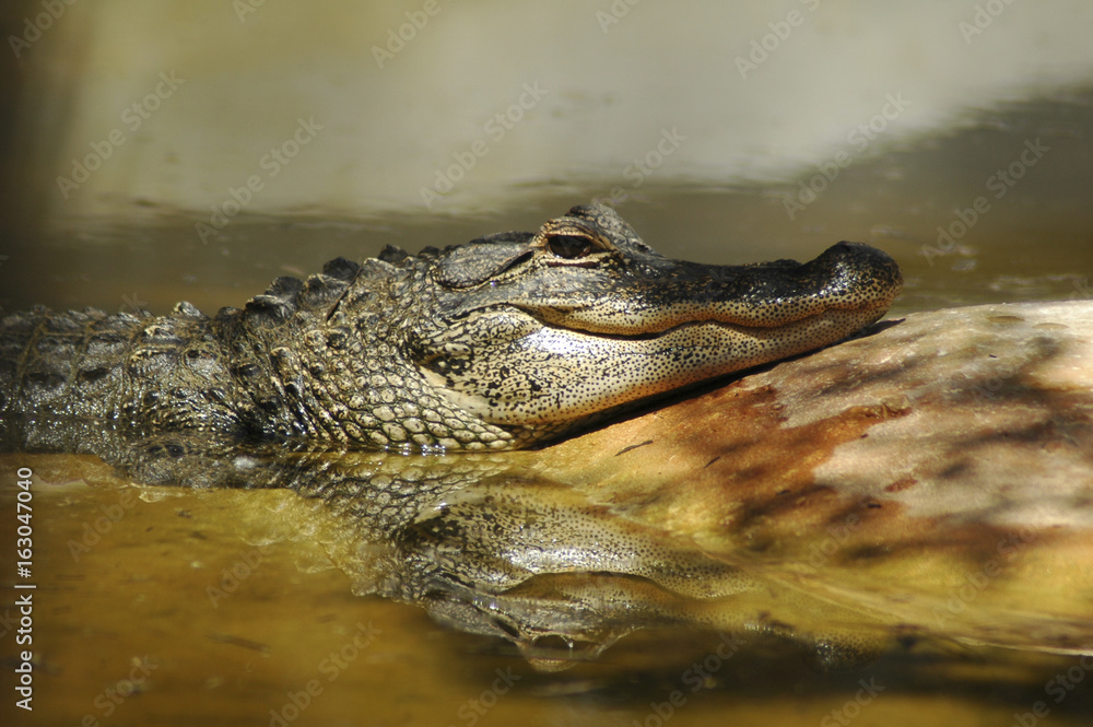 Alligator in Everglades National Park, Miami Alligator in Everglades National Park, Miami
