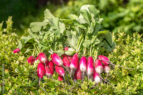 Organic vegetables. Farm fresh produce - freshly harvested radish in the garden.