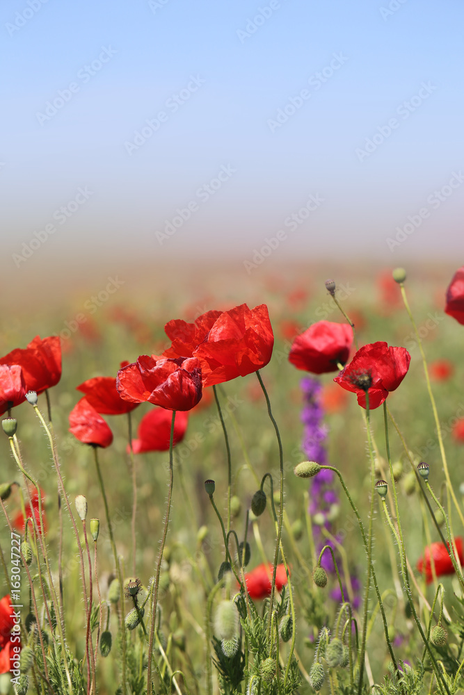 red poppies growing red poppies growing