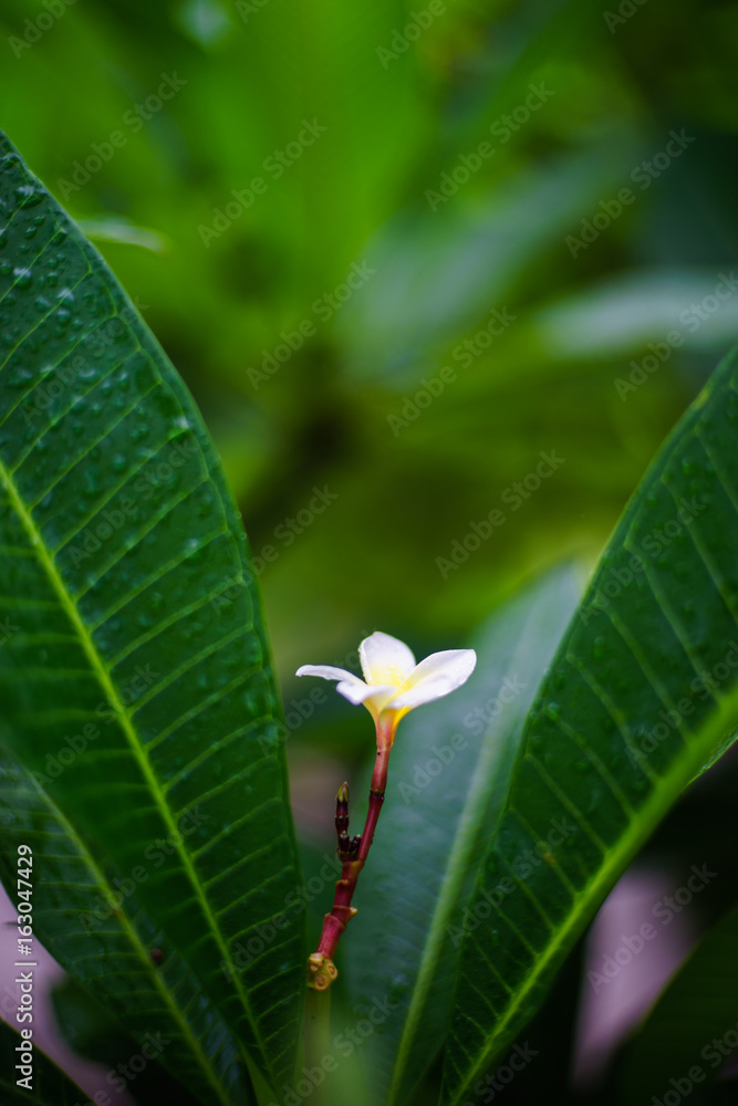 Frangipanis or plumeria in a natural environment, with leaves. Frangipanis or plumeria in a natural environment, with leaves.