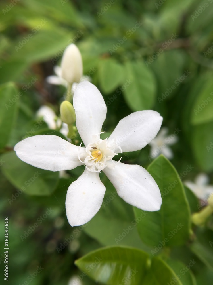 white Wrightia antidysenterica flower in nature garden white Wrightia antidysenterica flower in nature garden