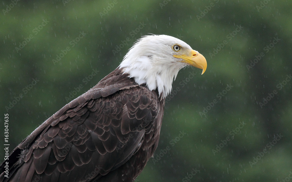 Obraz premium Bald Eagle, Canada