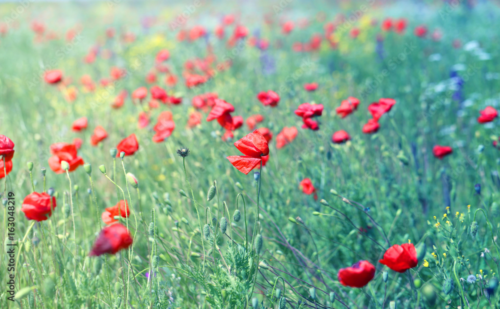 Naklejka premium red poppies growing