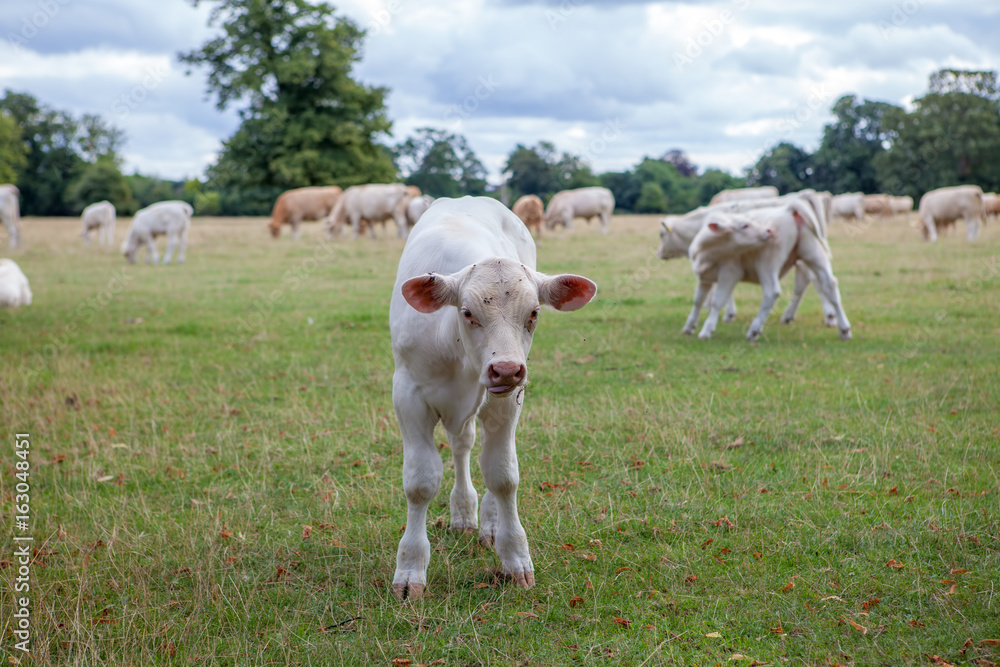 Curious calf. Young cow showing curiosity in an English agricultural rural countryside scene. Curious calf. Young cow showing curiosity in an English agricultural rural countryside scene.