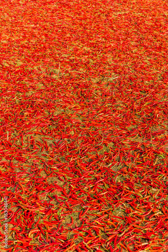 woman tribe harvesting red chili near Kalaw Shan state in Myanmar (Burma)