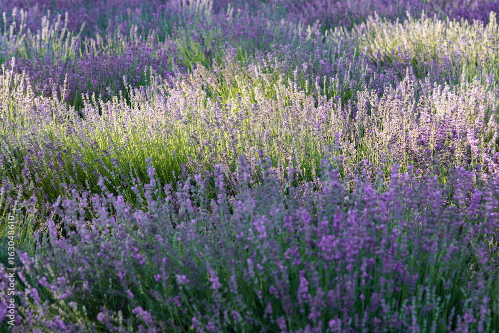 Obraz premium fioritura lavanda