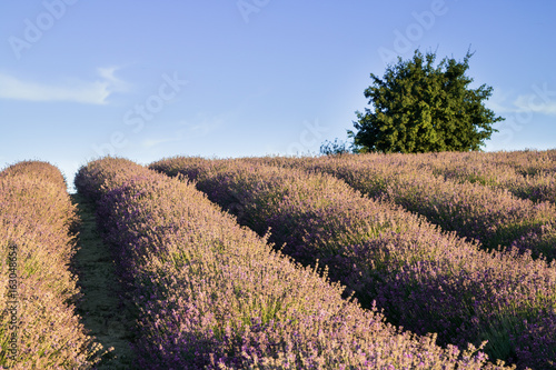 fioritura lavanda photo