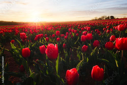 Champ de Tulipes, La Brillanne photo