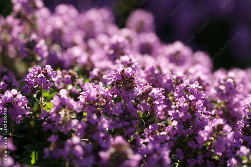 Fototapeta premium Flowering thyme