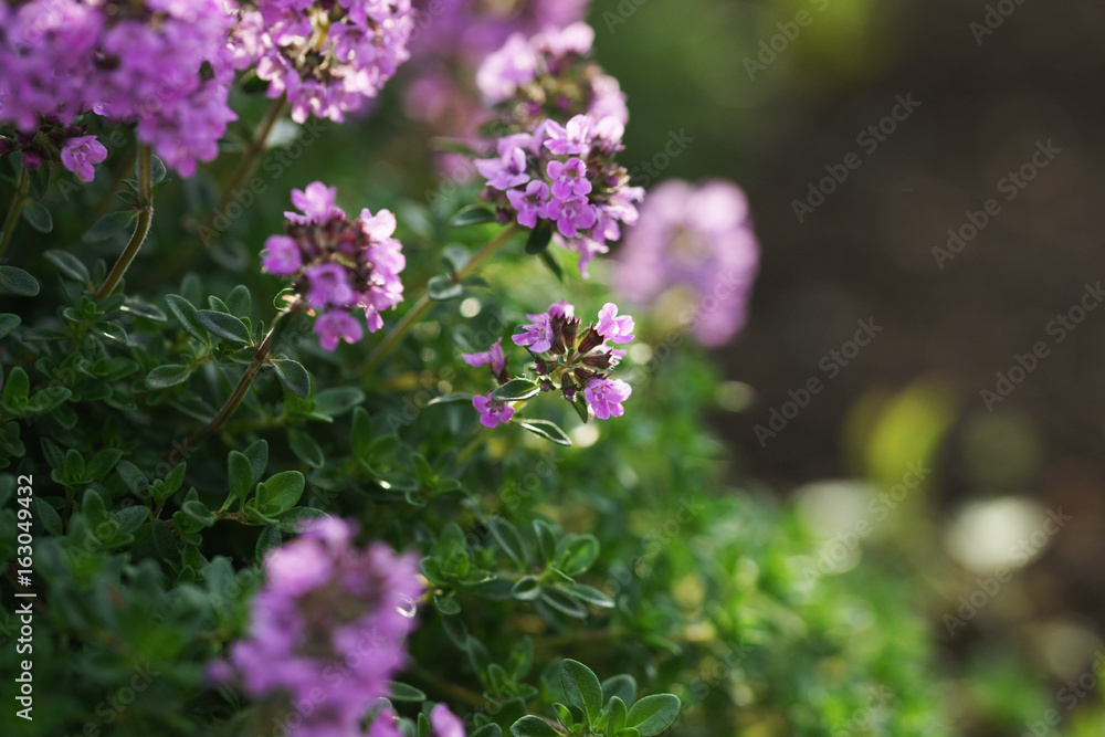 Flowering thyme Flowering thyme