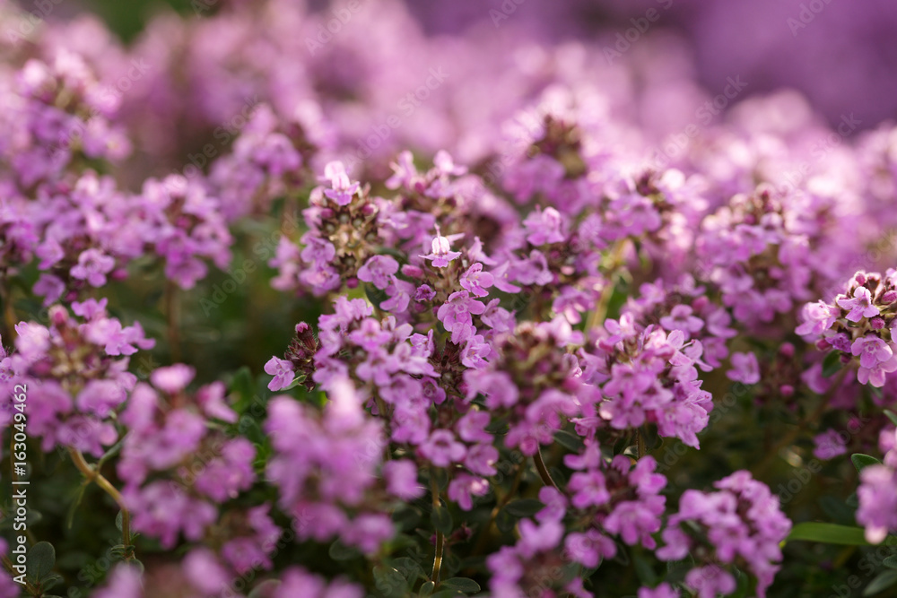 Flowering thyme